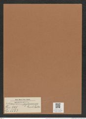 Actinoptychus ceylanensis Lend.-Fortm. (de-Toni-Nr.: Genus 227, Species 5563) Zeichnungen Sammlung Grunow Mappe 05322 (Herbarium_W_Grunow_drawings_Folder_05322)